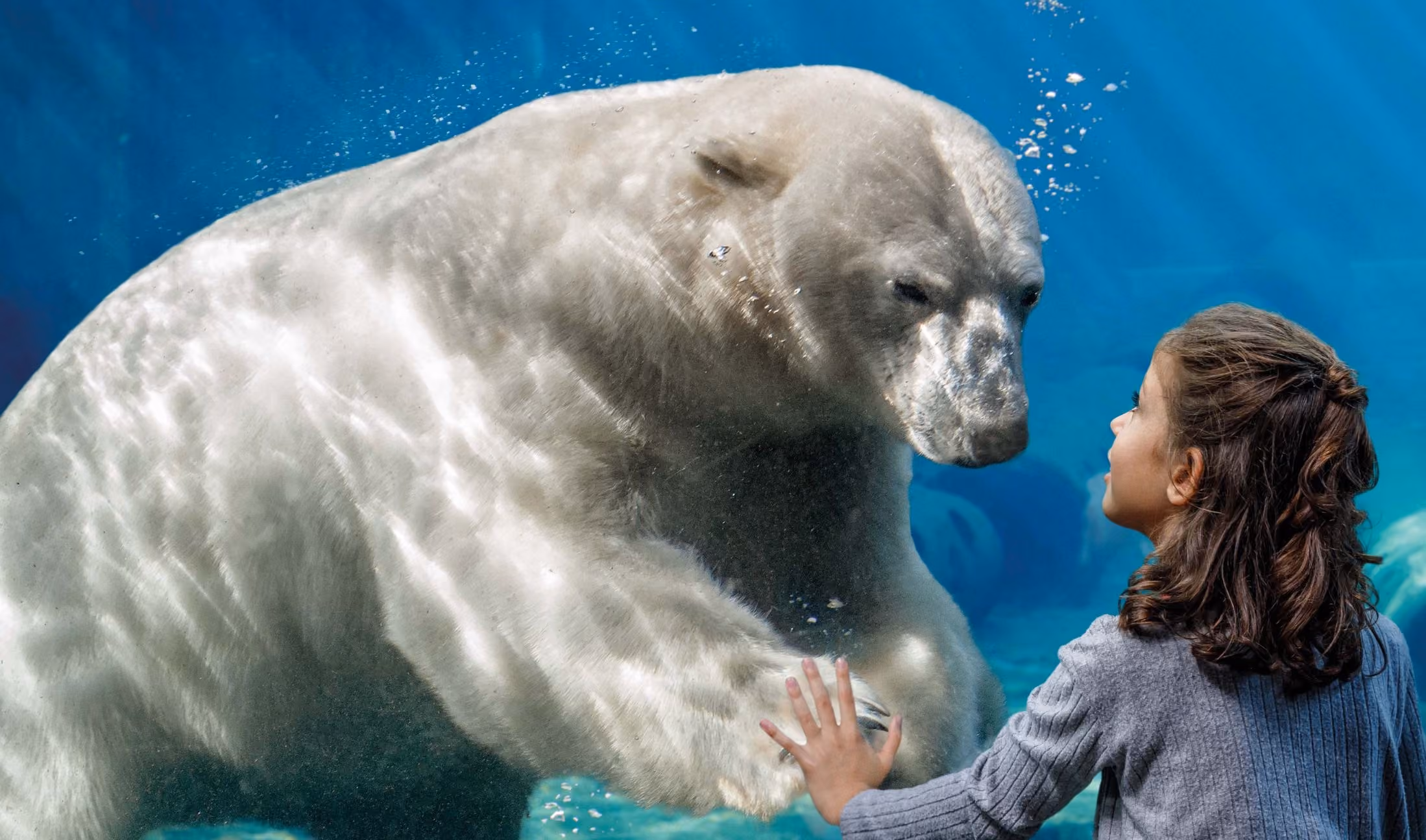 Ein Mädchen und ein Eisbär berühren sich 2024 im Zoo durch das Wasserglas, ein besonderer Moment.