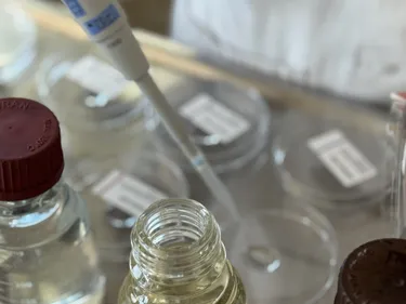 Hier wird eine Koloniebildende Einheit angesetzt.