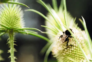 Biene auf einer Blume