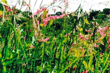 Wiese Grasdorf
