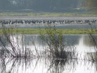 Graugänse im Frühjahrshochwasser