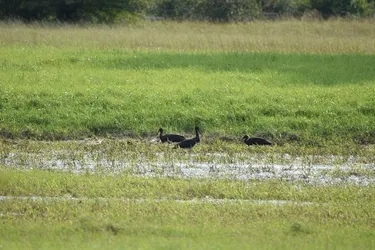 Schwarzstörche Laatzen