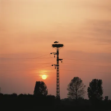 Storchennest Sonnenuntergang