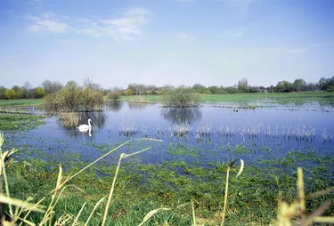 Versickerungsbecken Gradorf