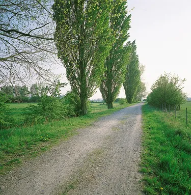 Grasdorf Pappeln