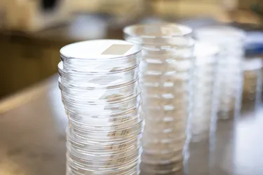 Petrischalen im Wasserlabor