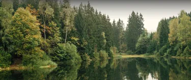 Header_Zustand-Wald_GettyImages-1267297205