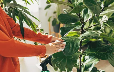 Close-up of two woman's hands dusting a houseplant with a cloth 