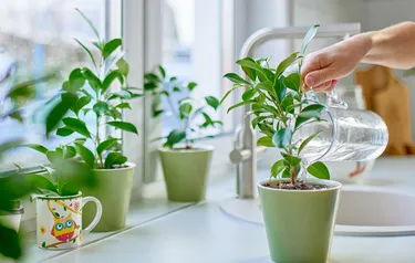 Nahaufnahme mehrerer Topfpflanzen die gerade gegossen werden