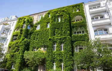 Begrünte Altbaufassade für resiliente Städte
