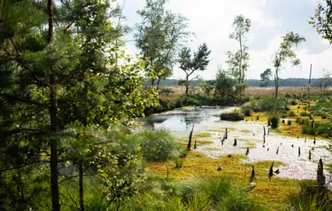 Abgestorbene Äste und Bäume ragen aus einem naturbelassenen Gewässer heraus