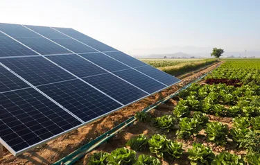 Nahaufnahme eines Solarmoduls einer Agri Photovoltaikanlage unter der Gemüse wächst