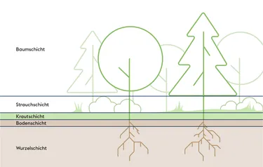 Die Grafik zeigt die Schichten eines natürlich gewachsenen Waldes die auch in einem künstlich angelegten Tiny Forest zu finden sind