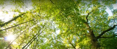 Wald aus der Froschperspektive