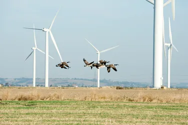 Voegel_Mythen-Windenergie_GettyImages-114165574