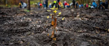 Junger Setzling im Fuhrberger Feld