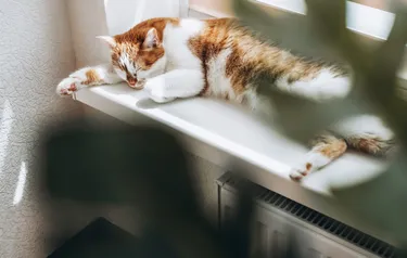 Eine Katze liegt schlafend auf der Heizung