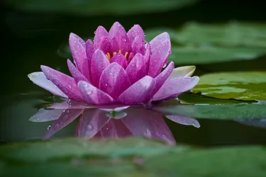 Nahaufnahme einer rosafarbenen Lotusblume