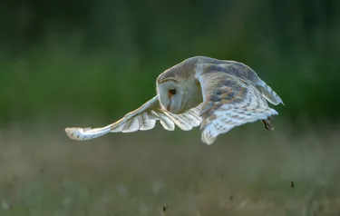 Nahaufnahme einer durch die Lüfte fliegenden Schleiereule