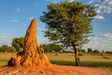 Nahaufnahme eines Termitenhügels in einer afrikanischen Landschaft
