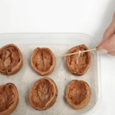 Das Bild zeigt den ersten Schritt: Walnusshälften in eine Plastikschale mit Sand stellen. 