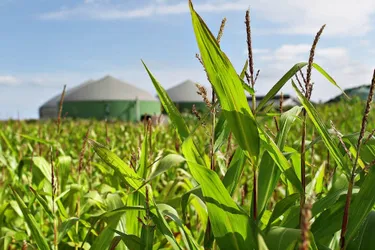 Fernwärme - umweltfreundlich und effizient: Das Bild zeigt die Aufnahme eines Maisfeldes mit einer Biogasanlage im Hintergrund.