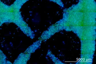 Die Zellstruktur unter einem Mikroskop.