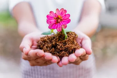 Close-up zweier Frauenhände, die eine in einem kleinen Berg Erdreich steckende blühende Zinnie halten.