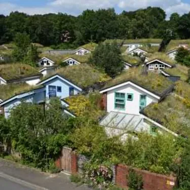 Grüne Dächer. Dieses Bild zeigt mehrere Häuser nebeneinander, die alle bepflanze Dächer und Fassadenbegrünung aufweisen.