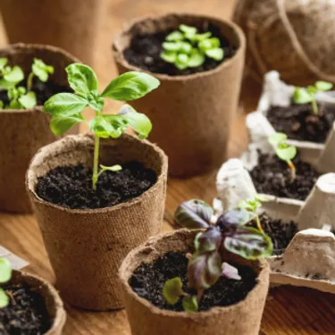 Das Bild zeigt umweltschonende Aussaattöpfe aus Papprollen gebrauchter WC-Rollen. Damit lässt sich nachhaltiger gärtnern.