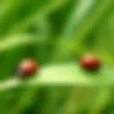 Marienkäfer fressen Blattläuse und ersetzen somit Schädlingsbekämpfungsmittel. Das Bild zeigt einen Marienkäfer auf einem Grashalm.