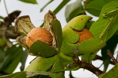Eine Baumpatenschaft ist das perfekte nachhaltige Geschenk für Naturliebhaber. Das Bild zeigt einen Walnussbaum.