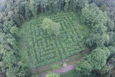 Baum-Labyrinth. Dieses Bild zeigt ein Baum-Labyrinth, welches aus der Vogelperspektive aufgenommen wurde.