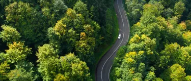 Dieses Bild zeigt eine Landstraße umgeben von vielen Bäumen, auf der ein Auto fährt.