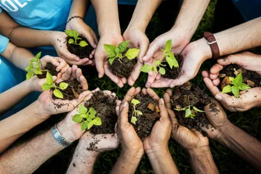 Aufforstungsprojekte tragen zur Klimaneutralität bei: Das Bild zeigt viele Hände, in denen kleine Setzlinge mit Erde liegen.