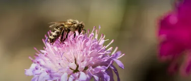 Biene auf Blume