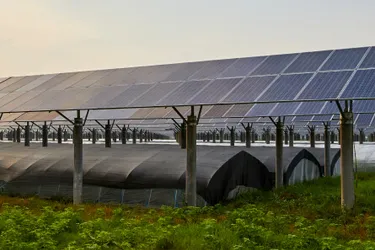 Eine Agri-PV-Anlage der Kategorie 1 steht schützend über einem Feld.