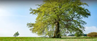 Auf dem Bild sieht man eine hochgewachsene Rotbuche, alleine auf einer Wiese stehen.