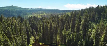 Der Bayerische Wald als Klimaschützer: Das Bild zeigt eine Luftaufnahme des bayerischen Waldes bei Tag.
