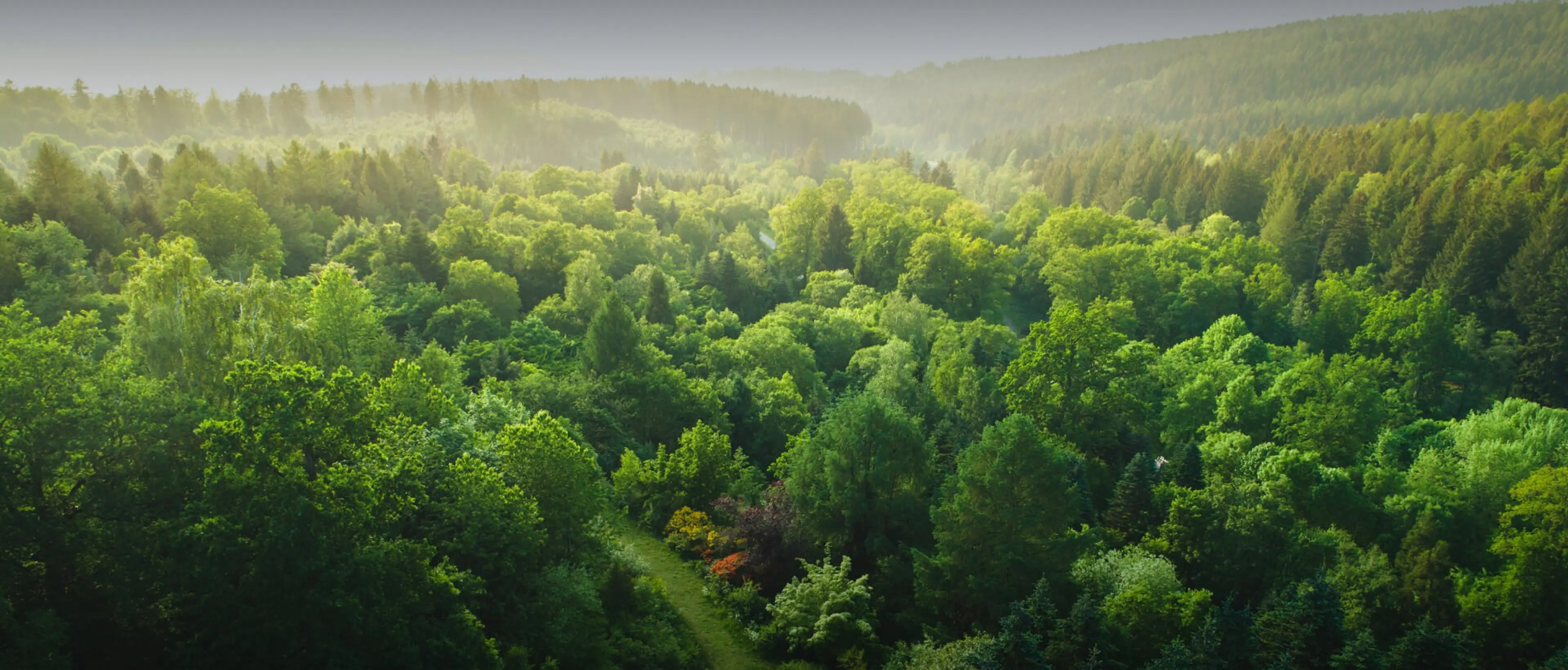 Welche Bedeutung hat der Wald für das Klima? Auf dem Bild ist ein deutscher Wald aus der Luft zu sehen.