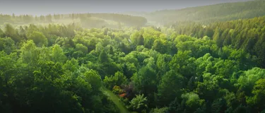 Welche Bedeutung hat der Wald für das Klima? Auf dem Bild ist ein deutscher Wald aus der Luft zu sehen.