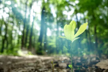 Der Wald als Klimaschützer: Das Bild zeigt eine junge Pflanze im Wachstum, die von Sonnenstrahlen berührt wird.