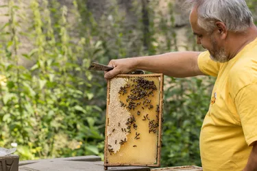 Hannover Honig Imker