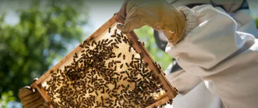 Imker hält eine Wabe voller Bienen.