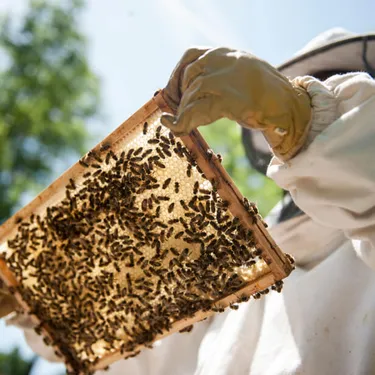 bienenpatenschaft-ausgefallene_geschenke