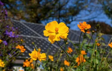Nahaufnahme einer unterhalb der Solarmodule eines Solarparks gewachsenen Blumenwiese