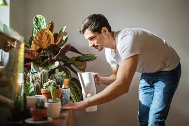 Ein Mann gießt seine auf einer Bank stehenden Zimmerpflanzen