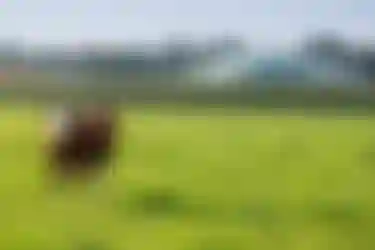 Eine Kuh steht vor einer großen Biogasanlage auf einer Weide