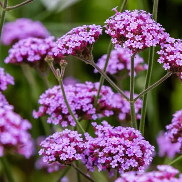 2-gaertnern-fuer-klimaschutz
