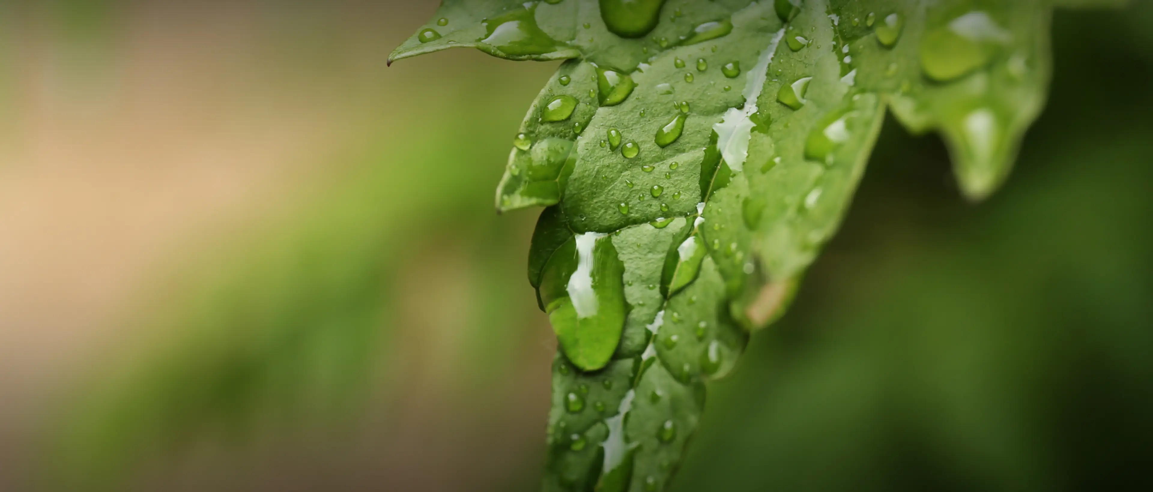 Dieses Bild zeigt ein grünes Blatt, auf dem mehrere Wassertropfen zu sehen sind.